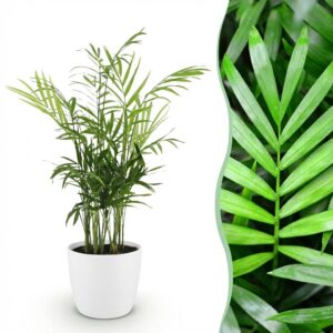 Chamaedorea elegans - Golden Palm - Haustierfreundliche Pflanze - Grün - mit Potter White