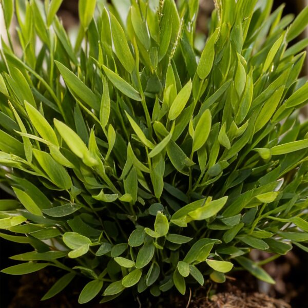 Bamusa Pogonatherum Monica - Bambusgras - Haustierfreundliche Pflanze - Grün - 2 Pflanzen - mit Korb