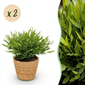 Bamusa Pogonatherum Monica - Bambusgras - Haustierfreundliche Pflanze - Grün - 2 Pflanzen - mit Korb