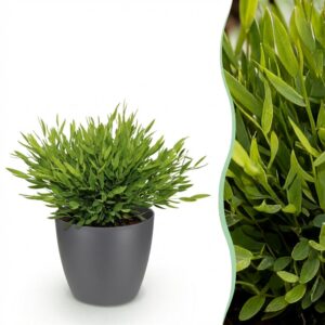 Bamusa Pogonatherum Monica - Bambusgras - Haustierfreundliche Pflanze - Grün - mit Potter Grau