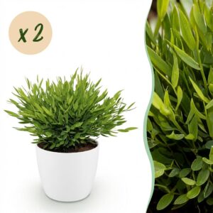 Bamusa Pogonatherum Monica - Bambusgras - Haustierfreundliche Pflanze - Grün - 2 Pflanzen - mit Potter Weiß