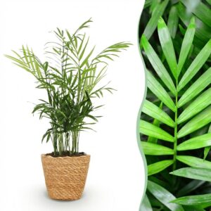 Chamaedorea elegans - Goldpalme - Haustierfreundliche Pflanze - Grün - mit Korb