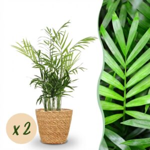 Chamaedorea elegans - Goldpalme - Haustierfreundliche Pflanze - Grün - 2 Pflanzen - mit Korb