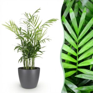 Chamaedorea elegans - Goldene Palme - Haustierfreundliche Pflanze - Grün - mit Potter Grau