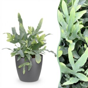 Phlebodium aureum Blue Star - Blauer Farn - Haustierfreundliche Pflanze - Blau - mit Potter Grey