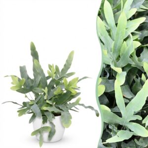 Phlebodium aureum Blue Star - Blauer Farn - Haustierfreundliche Pflanze - Blau - mit Potter White