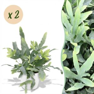 Phlebodium aureum Blue Star - Blauer Farn - Haustierfreundliche Pflanze - Blau - 2 Pflanzen - mit Potter White