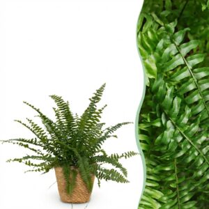 Nephrolepsis exaltata Green Lady - Farn - Haustierfreundliche Pflanze - Grün - mit Korb