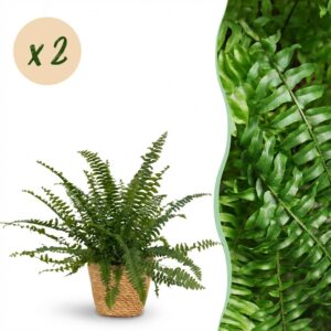 Nephrolepsis exaltata Green Lady - Farn - Haustierfreundliche Pflanze - Grün - 2 Pflanzen - mit Korb