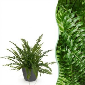 Nephrolepsis exaltata Green Lady - Farn - Haustierfreundliche Pflanze - Grün - mit Potter Grey