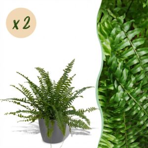 Nephrolepsis exaltata Green Lady - Farn - Haustierfreundliche Pflanze - Grün - 2 Pflanzen - mit Potter Grau