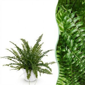 Nephrolepsis exaltata Green Lady - Farn - Haustierfreundliche Pflanze - Grün - mit Potter White