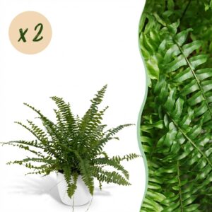 Nephrolepsis exaltata Green Lady - Farn - Haustierfreundliche Pflanze - Grün - 2 Pflanzen - mit Potter White