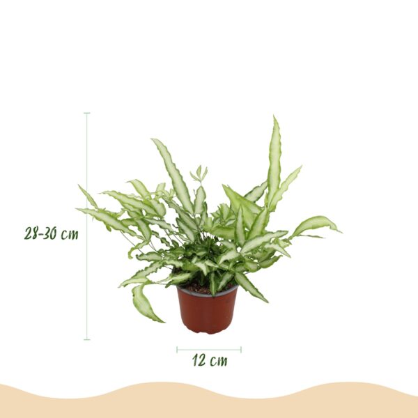 Pteris cretica Albolineata - Bänderfarn - Haustierfreundliche Pflanze - Grün - 2 Pflanzen - mit Korb