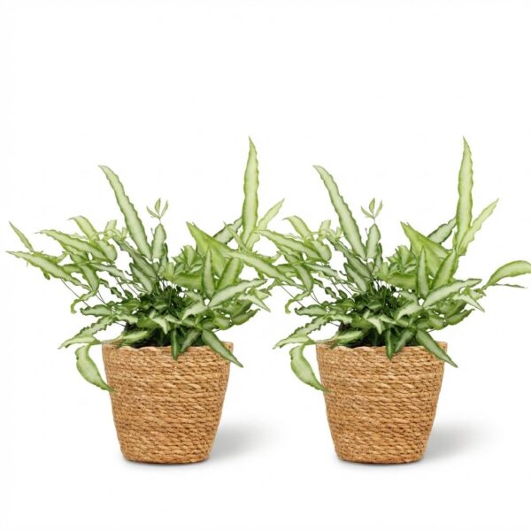 Pteris cretica Albolineata - Bänderfarn - Haustierfreundliche Pflanze - Grün - 2 Pflanzen - mit Korb
