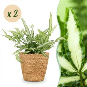 Pteris cretica Albolineata - Bänderfarn - Haustierfreundliche Pflanze - Grün - 2 Pflanzen - mit Korb