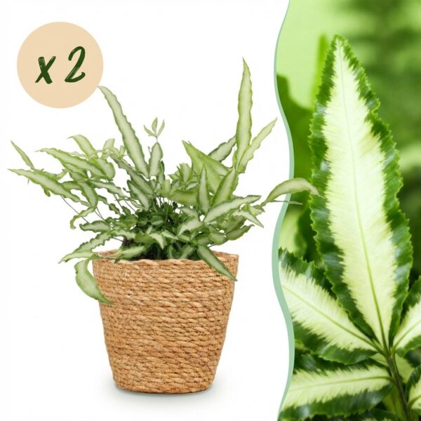 Pteris cretica Albolineata - Bänderfarn - Haustierfreundliche Pflanze - Grün - 2 Pflanzen - mit Korb