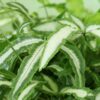 Pteris cretica Albolineata - Bänderfarn - Haustierfreundliche Pflanze - Grün - 2 Pflanzen - mit Korb
