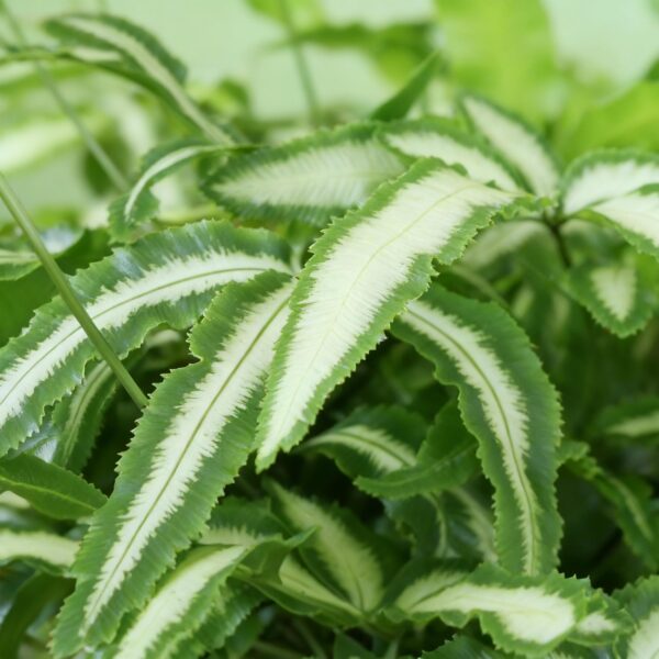 Pteris cretica Albolineata - Bänderfarn - Haustierfreundliche Pflanze - Grün - 2 Pflanzen - mit Korb
