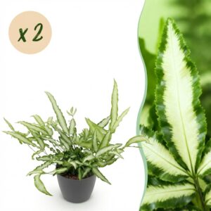 Pteris cretica Albolineata - Bänderfarn - Haustierfreundliche Pflanze - Grün - 2 Pflanzen - mit Potter Grey