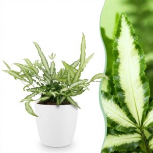 Pteris cretica Albolineata - Bänderfarn - Haustierfreundliche Pflanze - Grün - mit Potter White