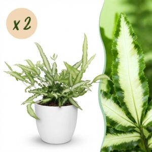 Pteris cretica Albolineata - Bänderfarn - Haustierfreundliche Pflanze - Grün - 2 Pflanzen - mit Potter White