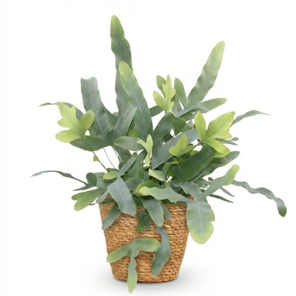 Phlebodium aureum Blue Star - Blauer Farn - Haustierfreundliche Pflanze - Blau - mit Korb