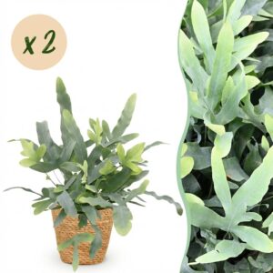 Phlebodium aureum Blue Star - Blauer Farn - Haustierfreundliche Pflanze - Blau - 2 Pflanzen - mit Korb