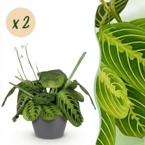 Maranta Fascinator Lemon Lime - Gebetspflanze - Haustierfreundliche Pflanze - Grün - 2 Pflanzen - mit Potter Grey