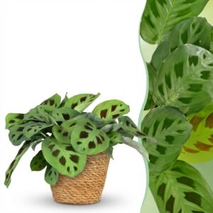 Maranta Fascinator Kerchoveana - Zebra Pflanze - Haustierfreundliche Pflanze - Grün - mit Korb