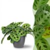 Maranta Fascinator Kerchoveana - Zebra Pflanze - Haustierfreundliche Pflanze - Grün - mit Potter Grau