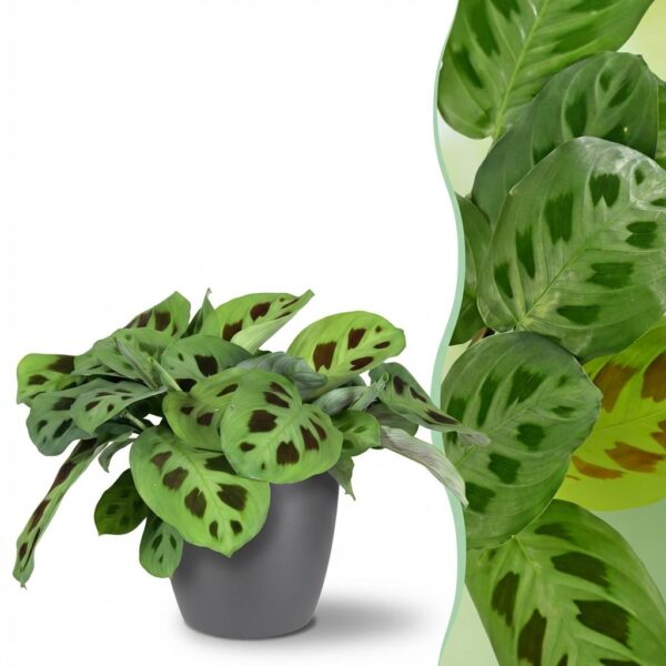 Maranta Fascinator Kerchoveana - Zebra Pflanze - Haustierfreundliche Pflanze - Grün - mit Potter Grau