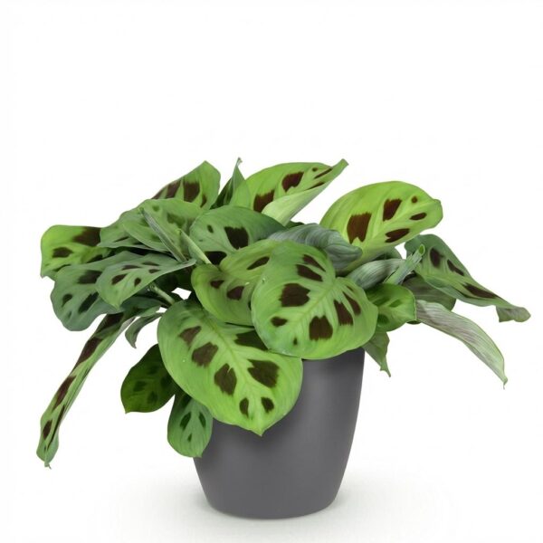 Maranta Fascinator Kerchoveana - Zebra Pflanze - Haustierfreundliche Pflanze - Grün - mit Potter Grau