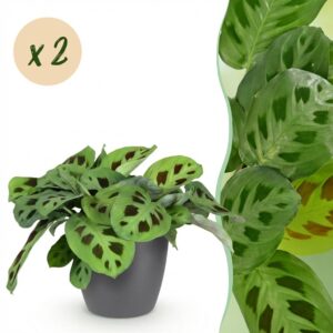 Maranta Fascinator Kerchoveana - Zebra-Pflanze - Haustierfreundliche Pflanze - Grün - 2 Pflanzen - mit Potter Grau