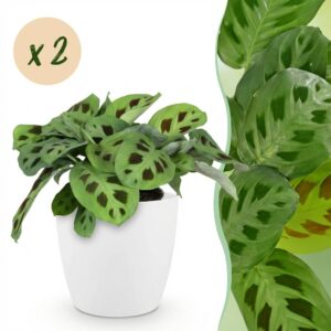 Maranta Fascinator Kerchoveana - Zebra-Pflanze - Haustierfreundliche Pflanze - Grün - 2 Pflanzen - mit Potter Weiß