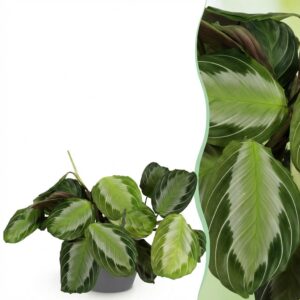 Maranta Fascinator Silverband - Gebetspflanze - Haustierfreundliche Pflanze - Grün - mit Potter Grau
