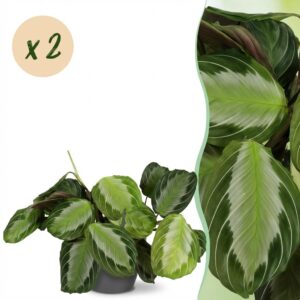 Maranta Fascinator Silverband - Gebetspflanze - Haustierfreundliche Pflanze - Grün - 2 Pflanzen - mit Potter Grau