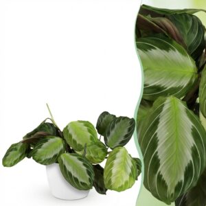 Maranta Fascinator Silverband - Gebetspflanze - Haustierfreundliche Pflanze - Grün - mit Potter Weiß