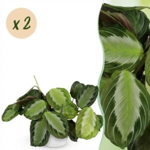 Maranta Fascinator Silverband - Gebetspflanze - Haustierfreundliche Pflanze - Grün - 2 Pflanzen - mit Potter Weiß