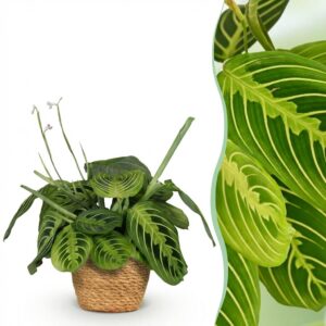 c974091396174f6a9738cfbd89ed0a1869941897fda842e184d6f3dd97893e5d.jpg Maranta Fascinator Lemon Lime - Gebetspflanze - Haustierfreundliche Pflanze - Grün - mit Korb