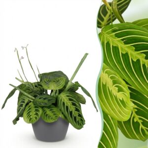 27fed37bd9f64c2fbee14d0c93b6d922e830ce0c87f047098b3edc76afe18233.jpg Maranta Fascinator Lemon Lime - Gebetspflanze - Haustierfreundliche Pflanze - Grün - mit Potter Grey