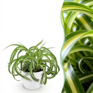e55ba4a48c544756878b61c27dddcf863de5c7126ef04f1a946a90aa967ff15c.jpg Chlorophytum comosum Bonnie - Krause Graslilie - Haustierfreundliche Pflanze - Grün - mit Potter White