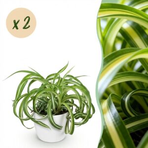 Chlorophytum comosum Bonnie - Krause Graslilie - Haustierfreundliche Pflanze - Grün - 2 Pflanzen - mit Potter White