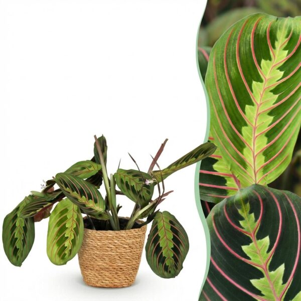 Maranta Fascinator Tricolour - Gebetspflanze - Haustierfreundliche Pflanze - Grün - mit Korb