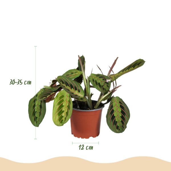 Maranta Fascinator Tricolour - Gebetspflanze - Haustierfreundliche Pflanze - Grün - mit Korb