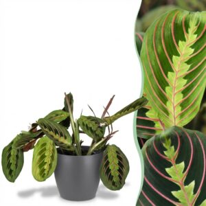 Maranta Fascinator Tricolour - Gebetspflanze - Haustierfreundliche Pflanze - Grün - mit Potter Grau