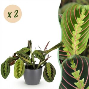 Maranta Fascinator Tricolour - Gebetspflanze - Haustierfreundliche Pflanze - Grün - 2 Pflanzen - mit Potter Grau