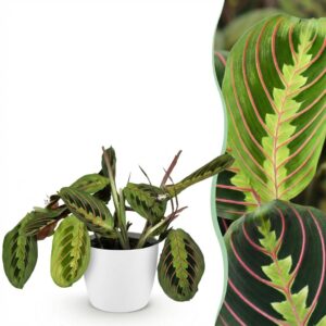 Maranta Fascinator Tricolour - Gebetspflanze - Haustierfreundliche Pflanze - Grün - mit Potter Weiß