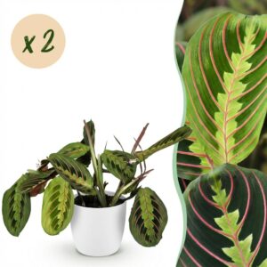 Maranta Fascinator Tricolour - Gebetspflanze - Haustierfreundliche Pflanze - Grün - 2 Pflanzen - mit Potter Weiß