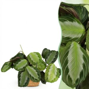 Maranta Fascinator Silverband - Gebetspflanze - Haustierfreundliche Pflanze - Grün - mit Korb